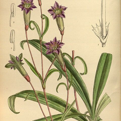 Gentiana dahurica unspecified picture