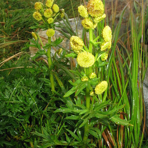 Artemisia norvegica subsp. saxatilis unspecified picture