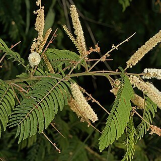 Senegalia ataxacantha unspecified picture