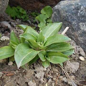 Gentiana crassicaulis unspecified picture