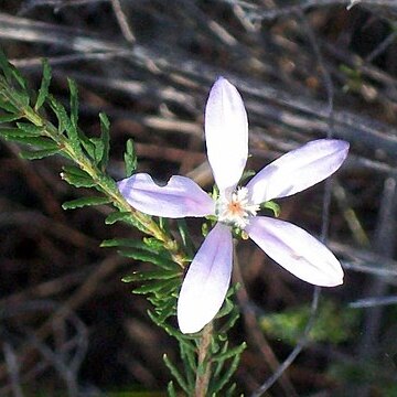 Philotheca reichenbachii unspecified picture