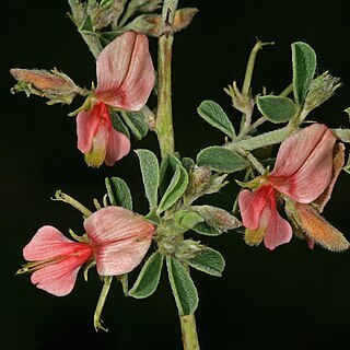 Indigofera circinnata unspecified picture