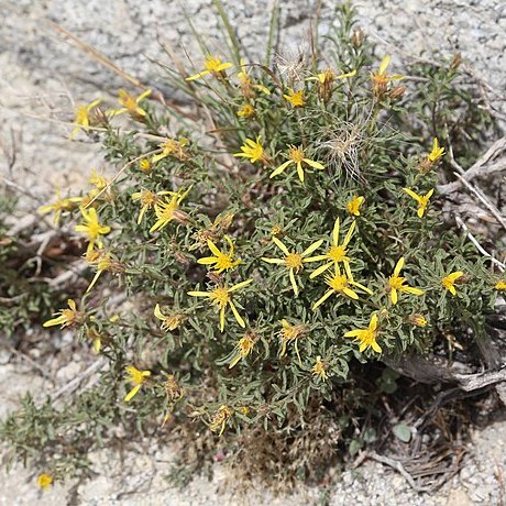 Ericameria suffruticosa unspecified picture