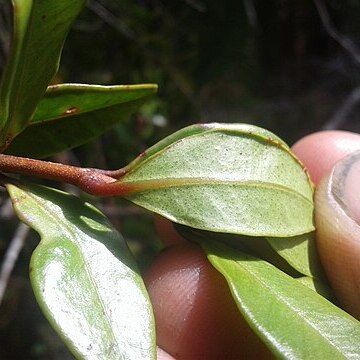 Metrosideros parkinsonii unspecified picture