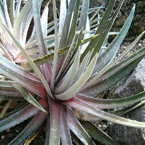 Dyckia maracasensis unspecified picture