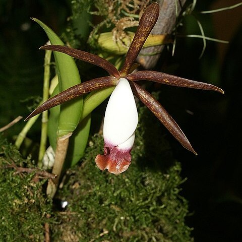 Brassocattleya unspecified picture