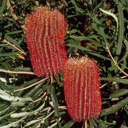 Banksia brownii unspecified picture