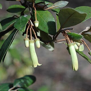 Correa lawrenceana var. glandulifera unspecified picture