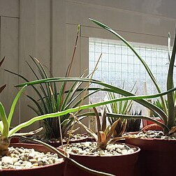 Haworthia blackburniae unspecified picture