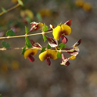 Bossiaea aquifolium unspecified picture