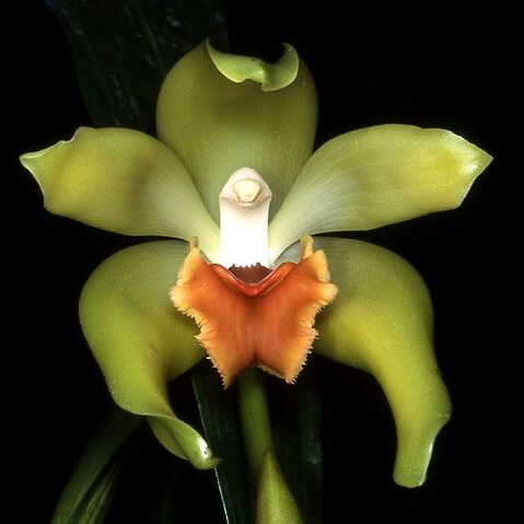 Sudamerlycaste cinnabarina unspecified picture