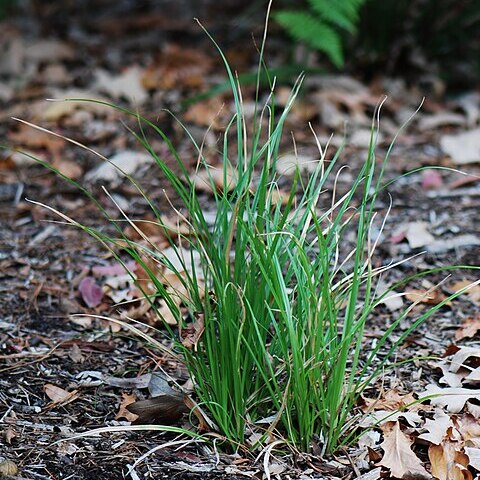 Libertia paniculata unspecified picture