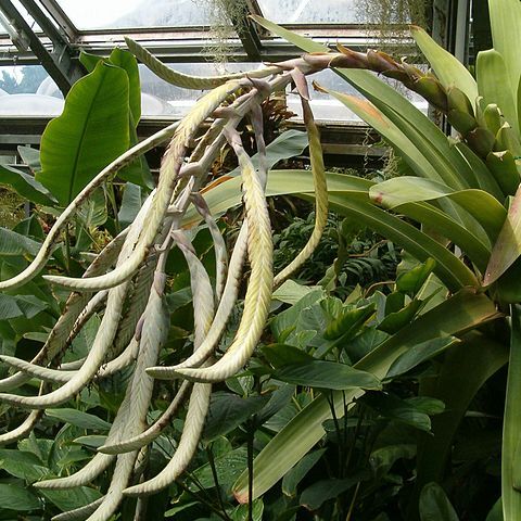 Tillandsia rauhii unspecified picture