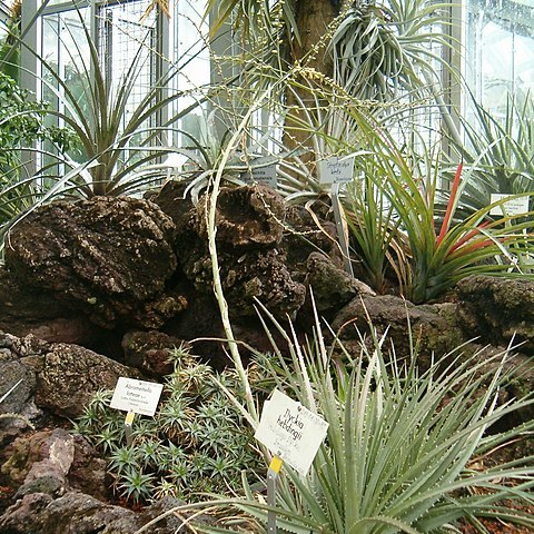 Dyckia hebdingii unspecified picture