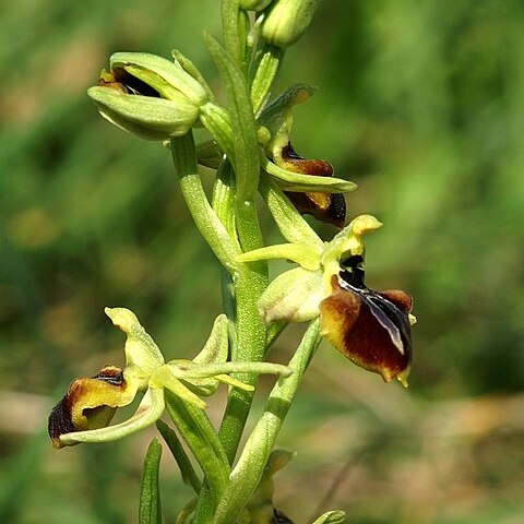 Ophrys sphegodes subsp. aesculapii unspecified picture