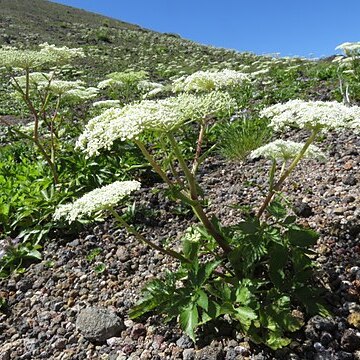 Angelica acutiloba var. iwatensis unspecified picture