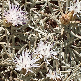 Centaurea horrida unspecified picture