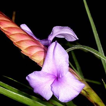 Tillandsia guatemalensis unspecified picture