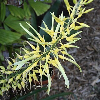 Pitcairnia xanthocalyx unspecified picture