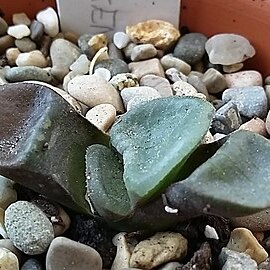 Haworthia springbokvlakensis unspecified picture