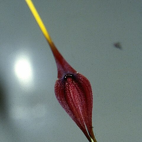 Masdevallia panguiensis unspecified picture