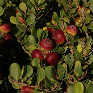 Diospyros rotundifolia unspecified picture