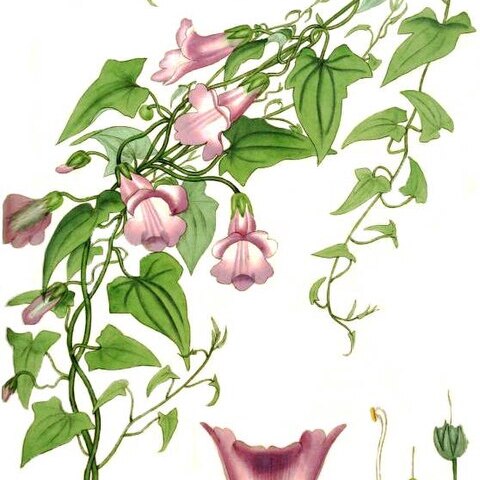 Maurandya scandens unspecified picture