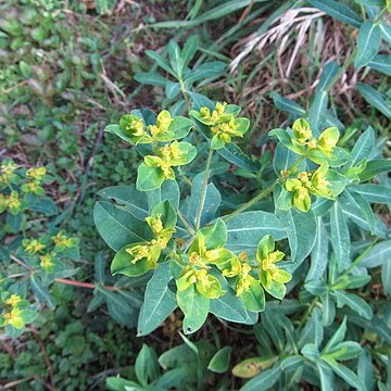 Euphorbia depauperata unspecified picture