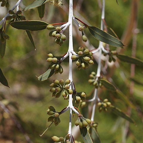 Eucalyptus pendens unspecified picture