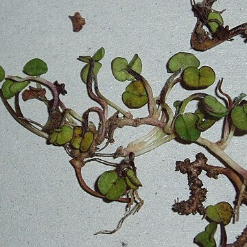 Dichondra brevifolia unspecified picture