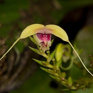 Scaphosepalum grande unspecified picture