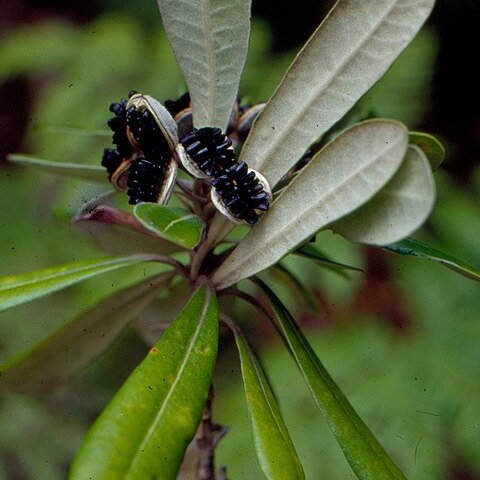 Pittosporum rangitahua unspecified picture