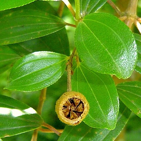 Brunfelsia brasiliensis unspecified picture