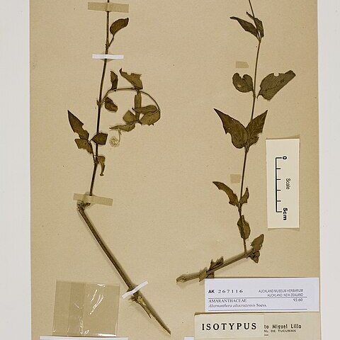 Alternanthera altacruzensis unspecified picture