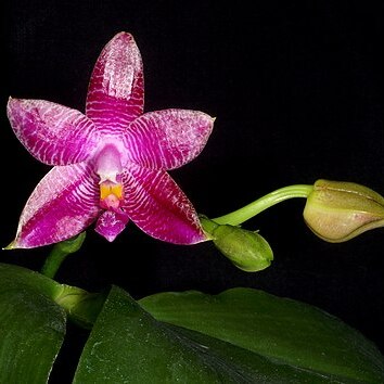 Phalaenopsis gersenii unspecified picture