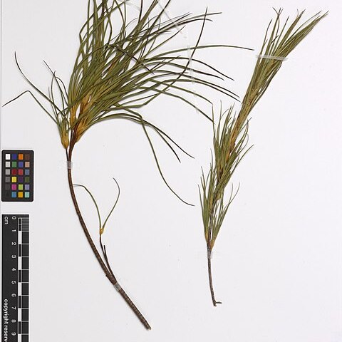 Dracophyllum sinclairii unspecified picture