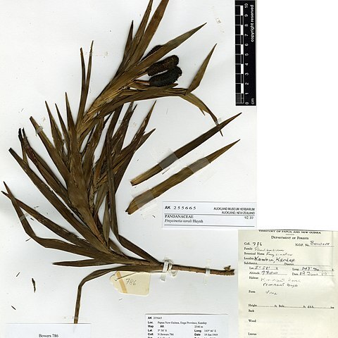 Freycinetia tarali unspecified picture