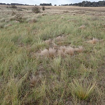 Carex bichenoviana unspecified picture