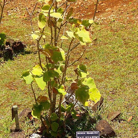 Hibiscadelphus unspecified picture