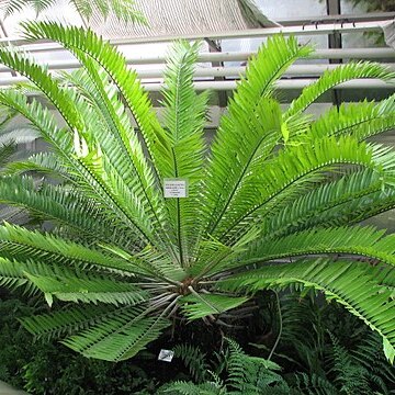 Encephalartos hildebrandtii unspecified picture