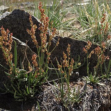 Rumex paucifolius unspecified picture