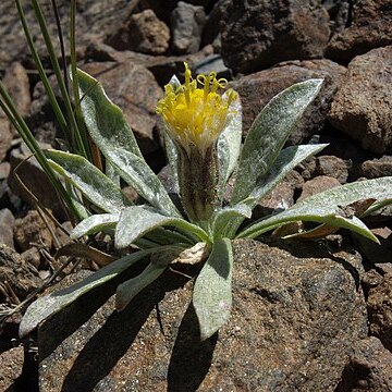 Raillardella argentea unspecified picture