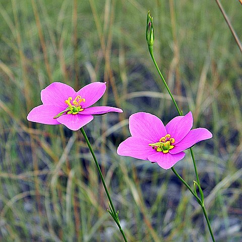 Sabatia grandiflora unspecified picture