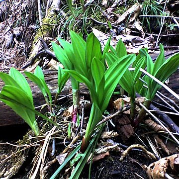 Allium ochotense unspecified picture