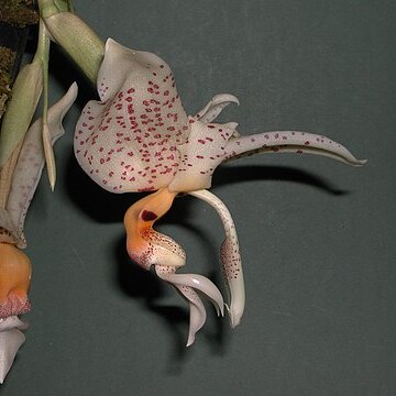 Stanhopea whittenii unspecified picture