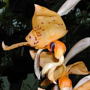 Stanhopea ospinae unspecified picture