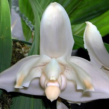 Stanhopea x herrenhusana unspecified picture