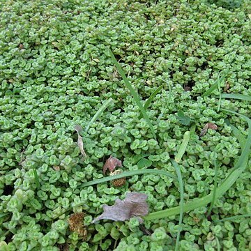 Crassula pellucida unspecified picture