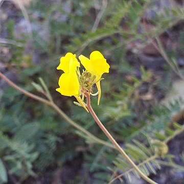 Linaria munbyana unspecified picture