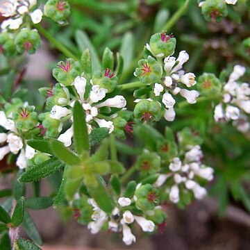 Poranthera ericifolia unspecified picture